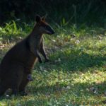 Wallaby - shot taken at Gymea Eco Retreat & Spa