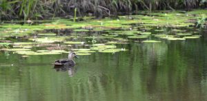 DSC_5251 duck on the pond #gymearetreat-LR